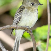 Pacific-slope Flycatcher
